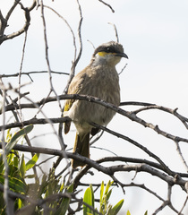 Gavicalis virescens