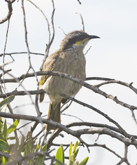 Gavicalis virescens