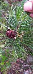 Pinus remota