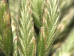 Bromus hordeaceus