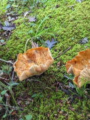 Lactifluus hygrophoroides