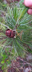 Pinus remota