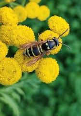 Vespula vidua