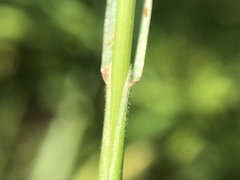 Bromus hordeaceus