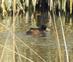 Heteronetta atricapilla