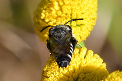 Coelioxys