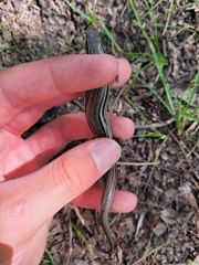 Plestiodon septentrionalis