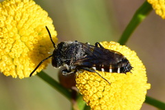 Coelioxys
