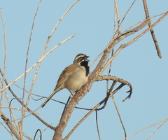 Amphispiza bilineata