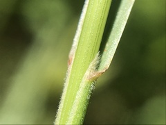 Bromus hordeaceus