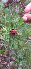 Pinus remota