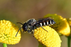 Coelioxys