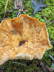 Lactifluus hygrophoroides