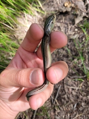 Plestiodon septentrionalis