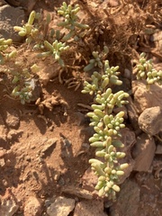Salsola papillosa