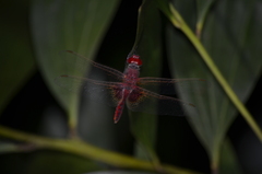 Urothemis assignata