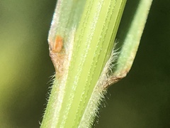Bromus hordeaceus