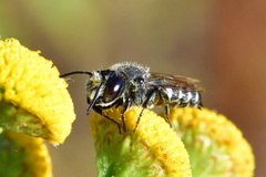 Coelioxys
