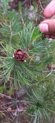 Pinus remota