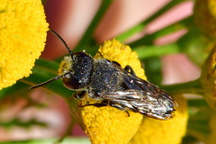 Coelioxys