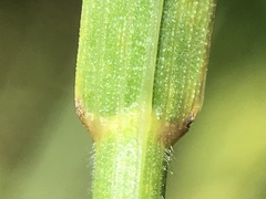 Bromus hordeaceus