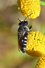 Coelioxys