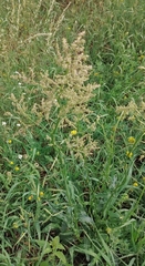 Rumex acetosa