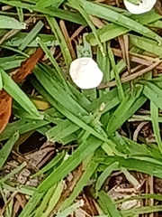 Conocybe apala albipes