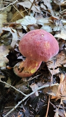 Baorangia bicolor
