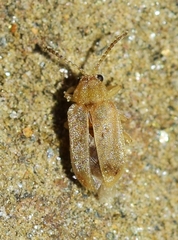 Monoxia obesula