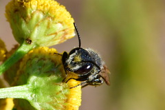 Coelioxys