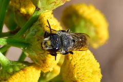Coelioxys