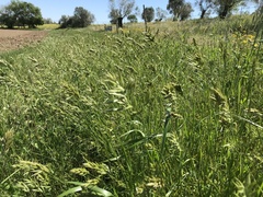 Bromus hordeaceus