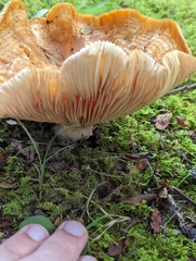 Lactifluus hygrophoroides