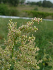 Rumex acetosa