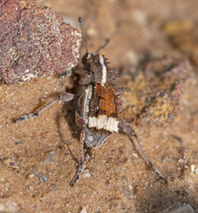 Ennothus metricus