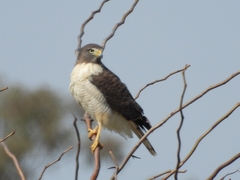 Rupornis magnirostris