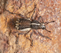 Ennothus metricus