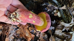 Baorangia bicolor