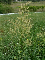 Rumex acetosa