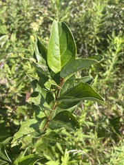 Aronia melanocarpa