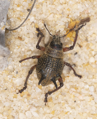 Catasarcus bicolor