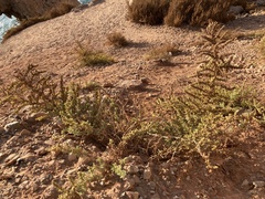 Salsola papillosa