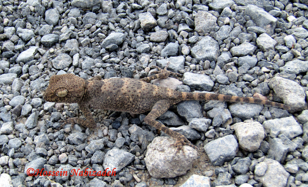 Kerman Spider Gecko