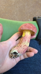 Baorangia bicolor