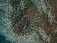 Pterois antennata