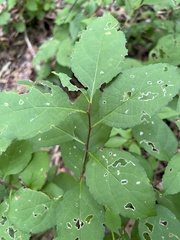 Celastrus orbiculatus