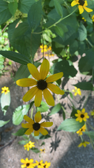 Rudbeckia triloba