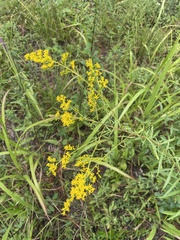 Solidago pinetorum