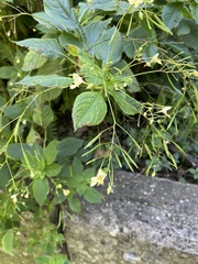 Impatiens parviflora